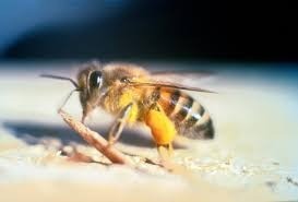 Best bee removal company in Galveston